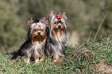 YORKSHIRE TERRIER 226